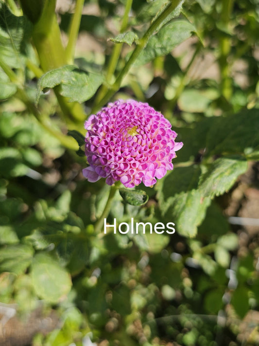 Frank Holmes