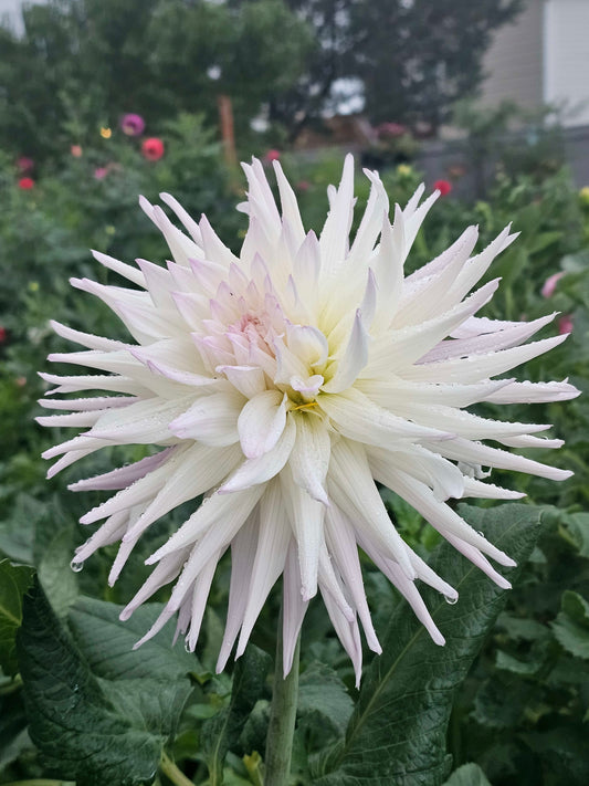 Sandia Stargazer