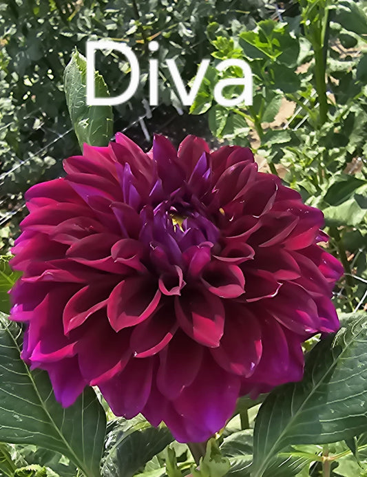 Diva