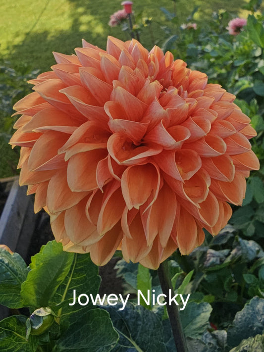 Jowey Nicky