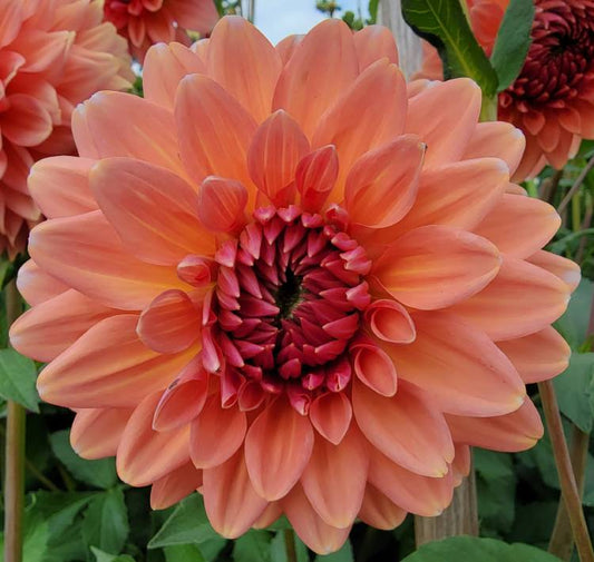 Coral Mystery