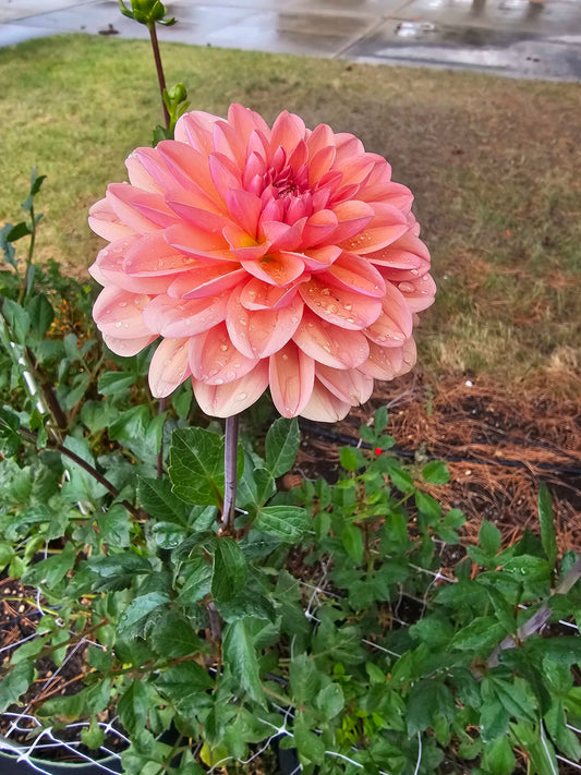 Apricot Desire