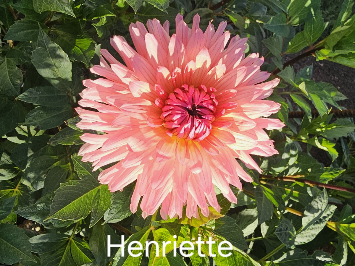 Henriette