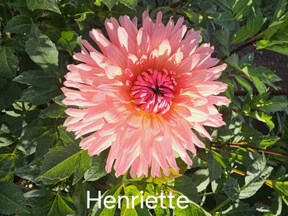 Henriette