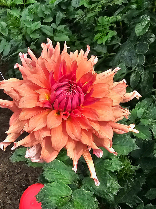 Terracotta