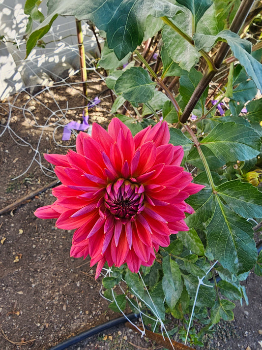 mystery..red/purple