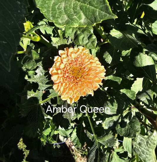 Amber Queen