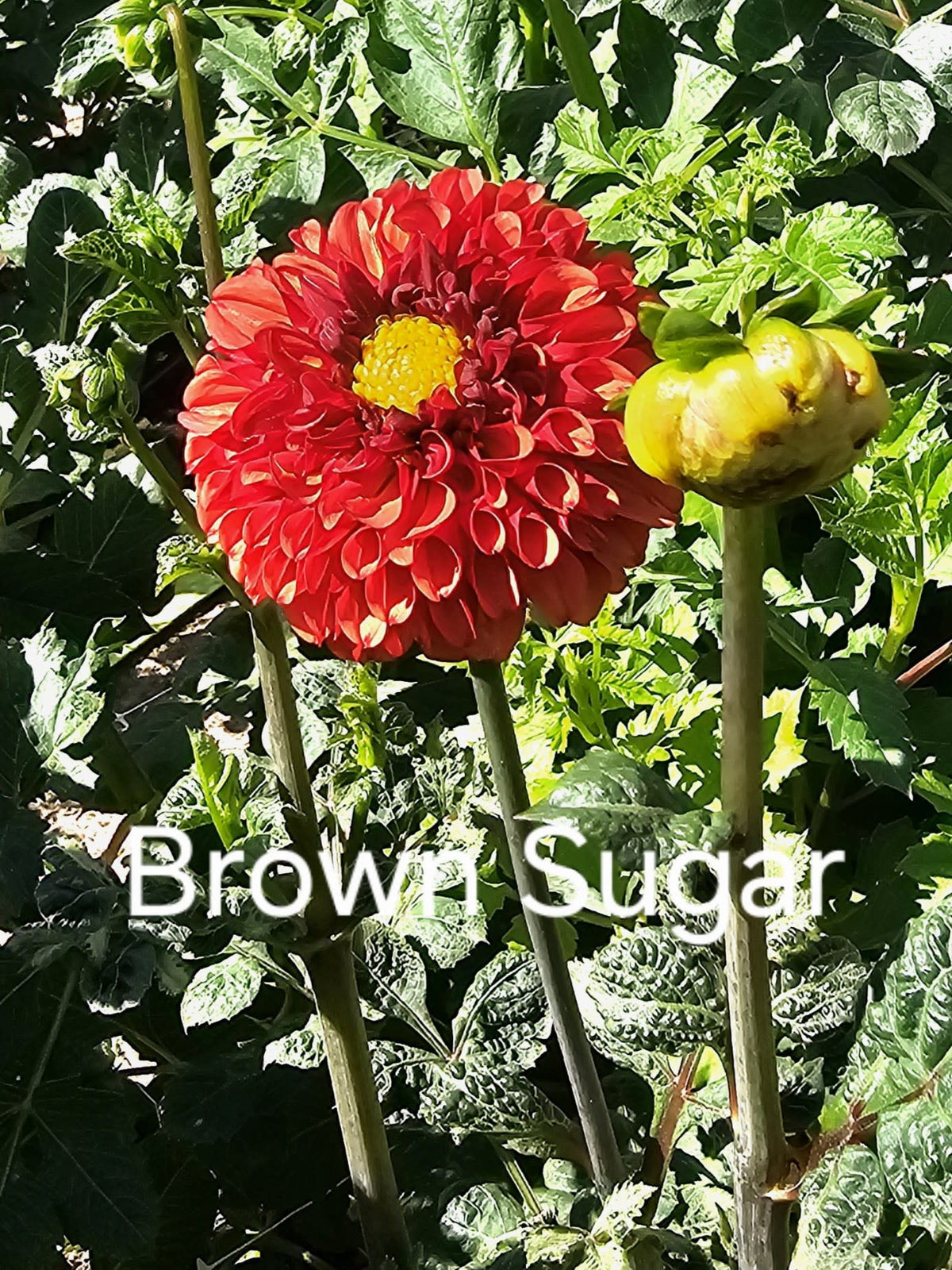 Brown Sugar