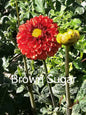 Brown Sugar