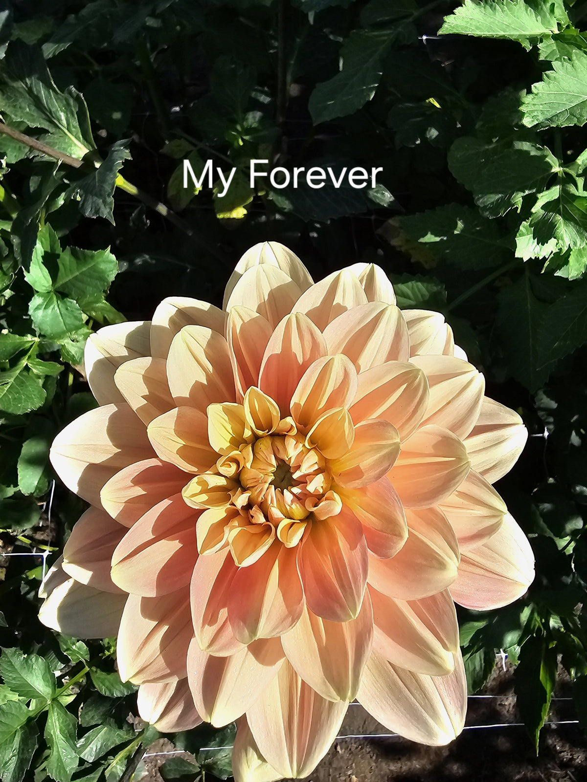 My Forever