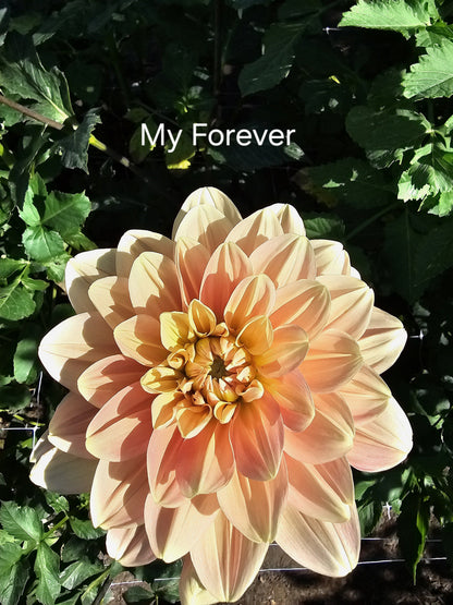 My Forever