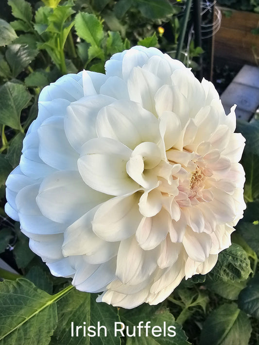Irish Ruffles