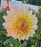 Bloomquist Blush