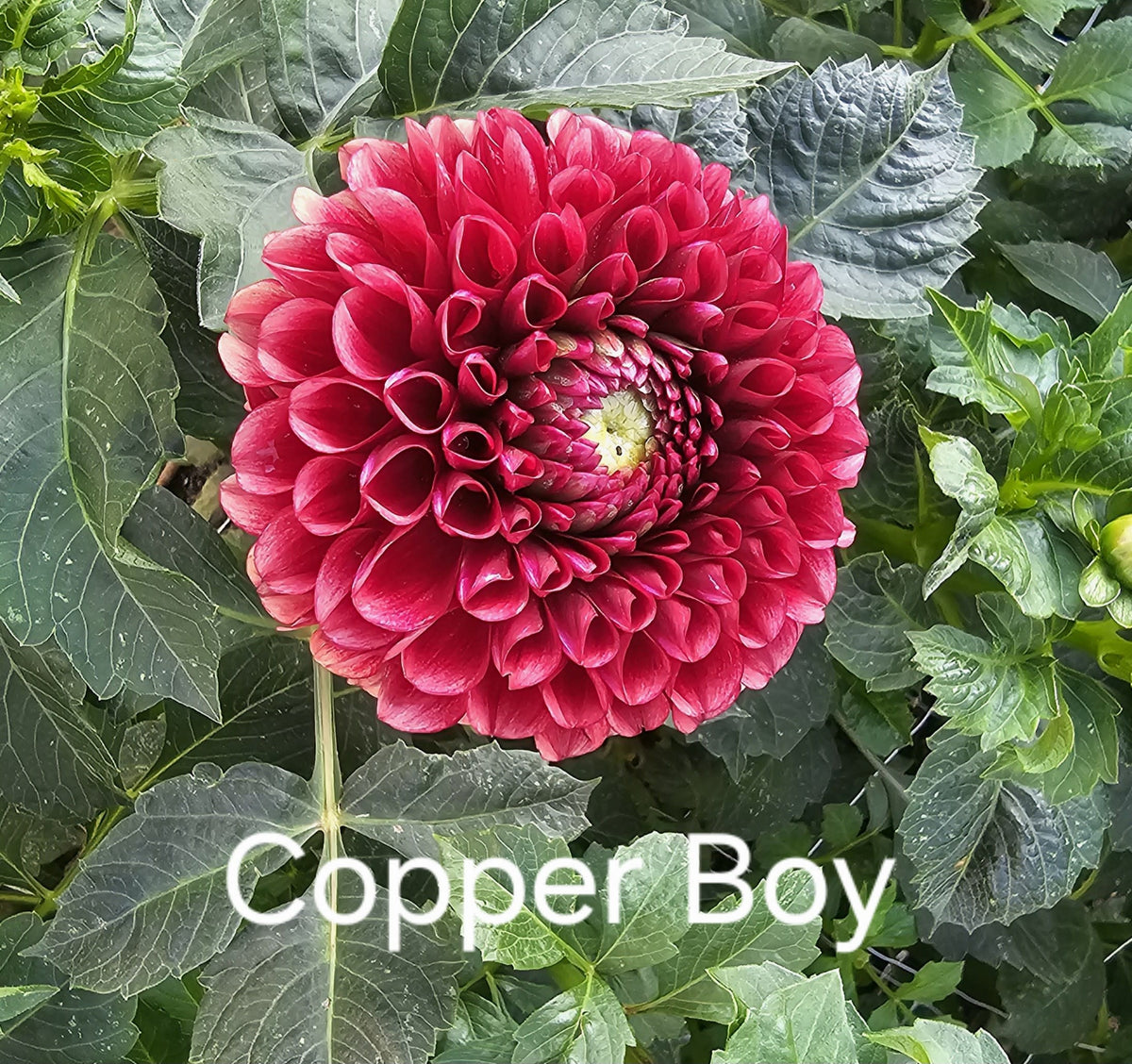 Copper Boy
