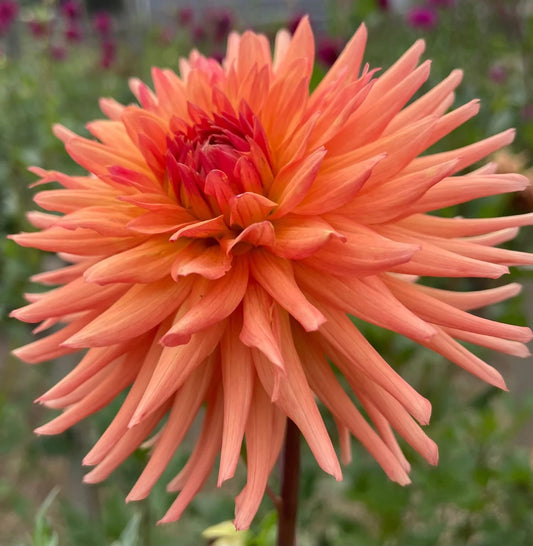 River's Peachy