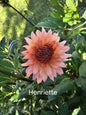 Henriette