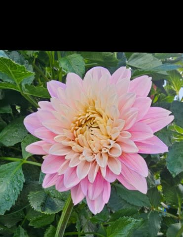 Hapet Rose Dream