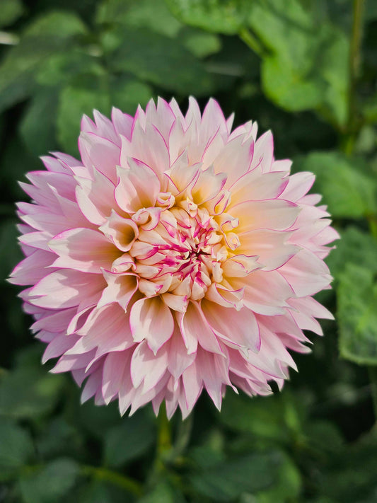 Hollyhill Pinkie