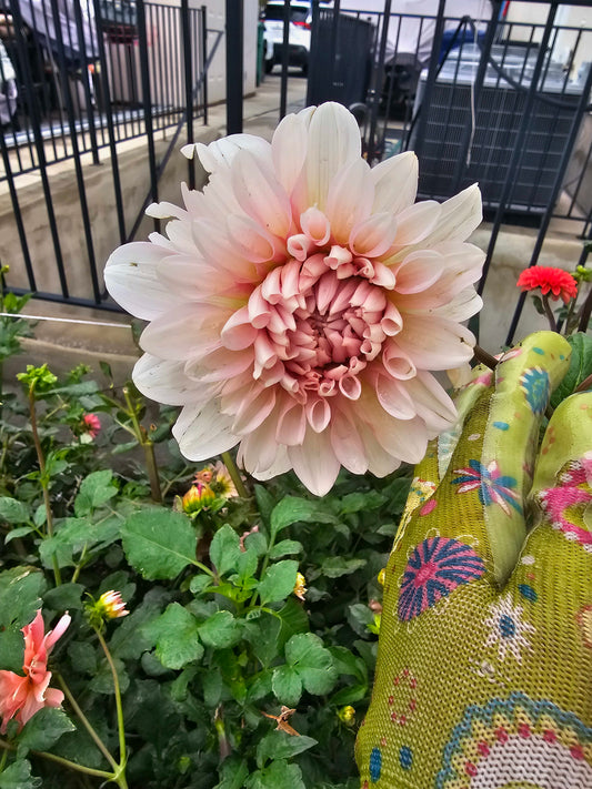 Mystery # 2 Alpine Blooms