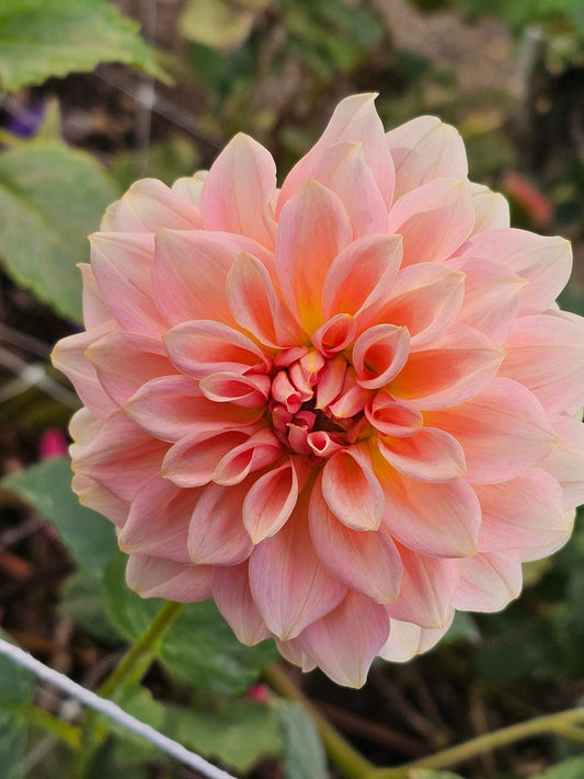 RM Peachy Pink