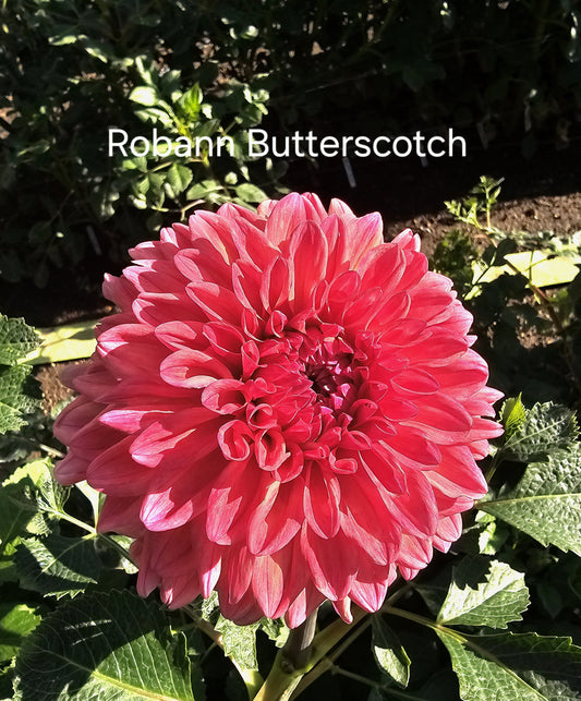 Robann Butterscotch