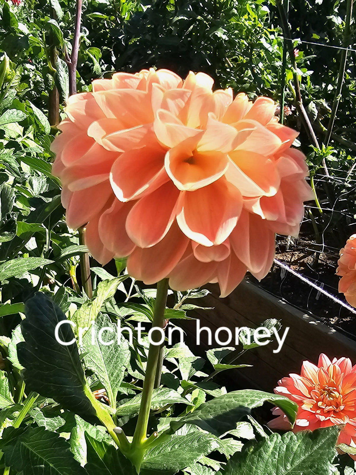 Crichton Honey