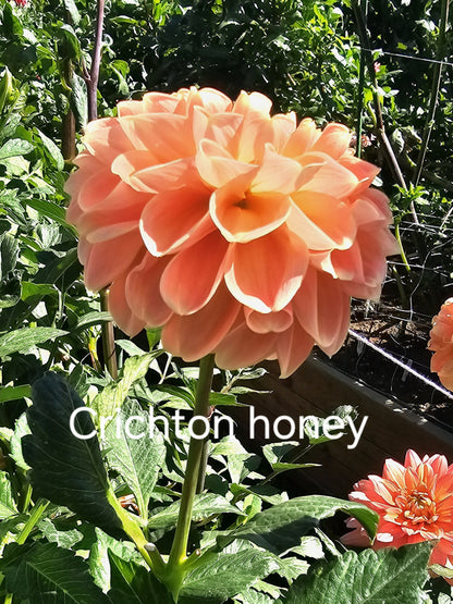 Crichton Honey