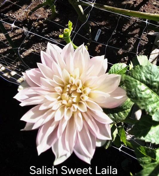 Mystery marked as Salish Sweet Laila