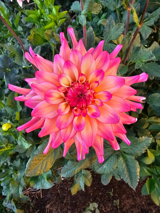 Bahama Mama