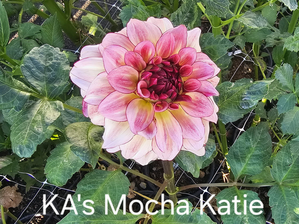 KA's Mocha Katie