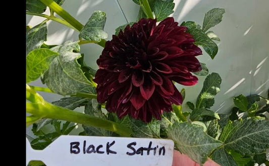 Black Satin