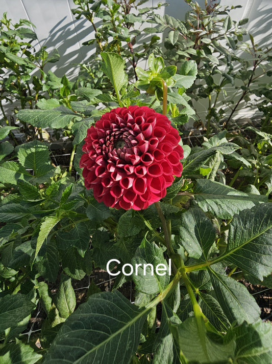 Cornel