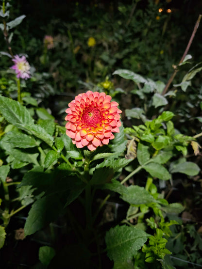 20th Ave Softer Peach