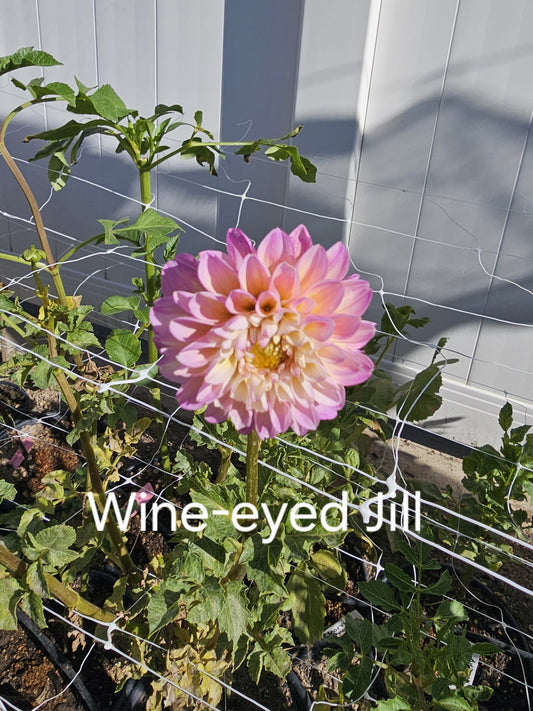Wine Eyed Jill