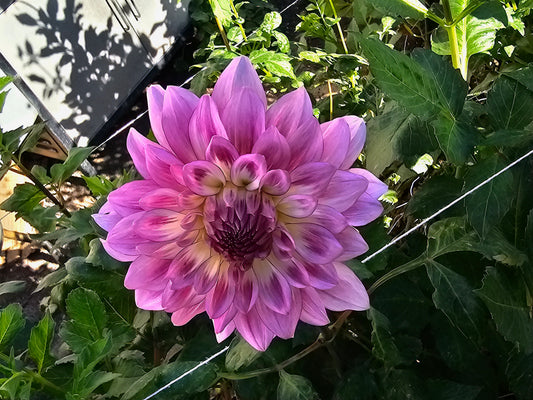 Vassio Meggos