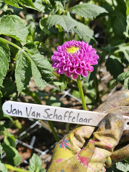 Jan Van Schaffelaar
