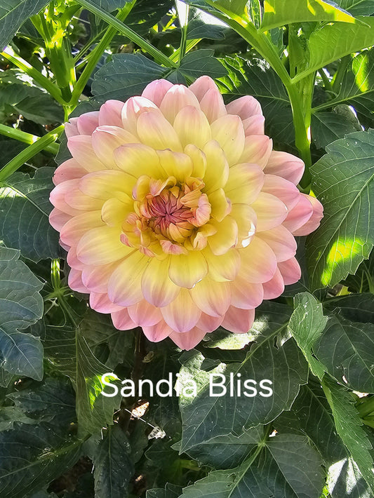 Sandia Bliss