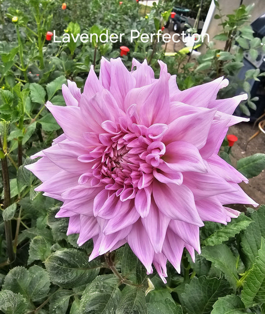 Lavender Perfection