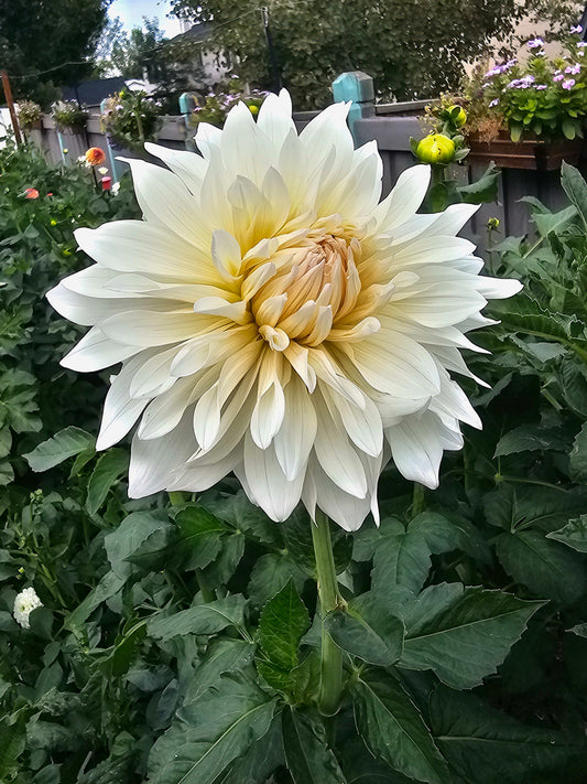 Roque Starburst