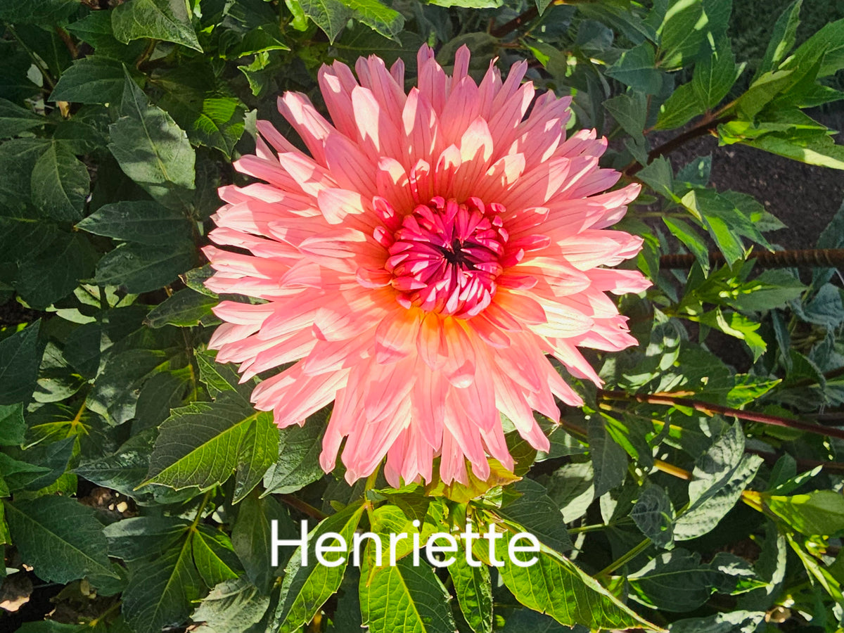 Henriette