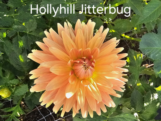 Hollyhill Jitterbug