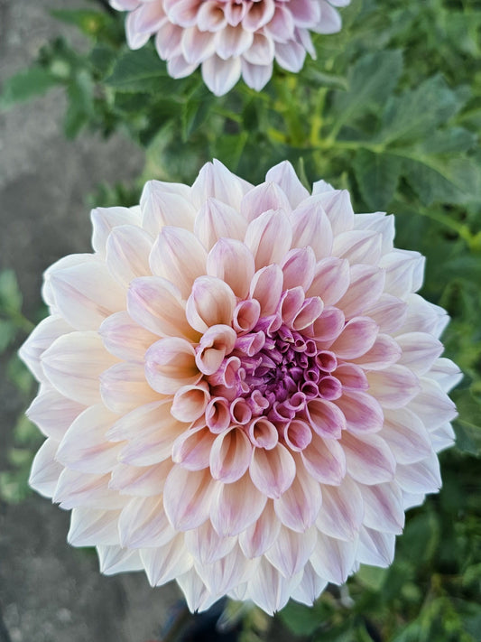 KA's Pearl