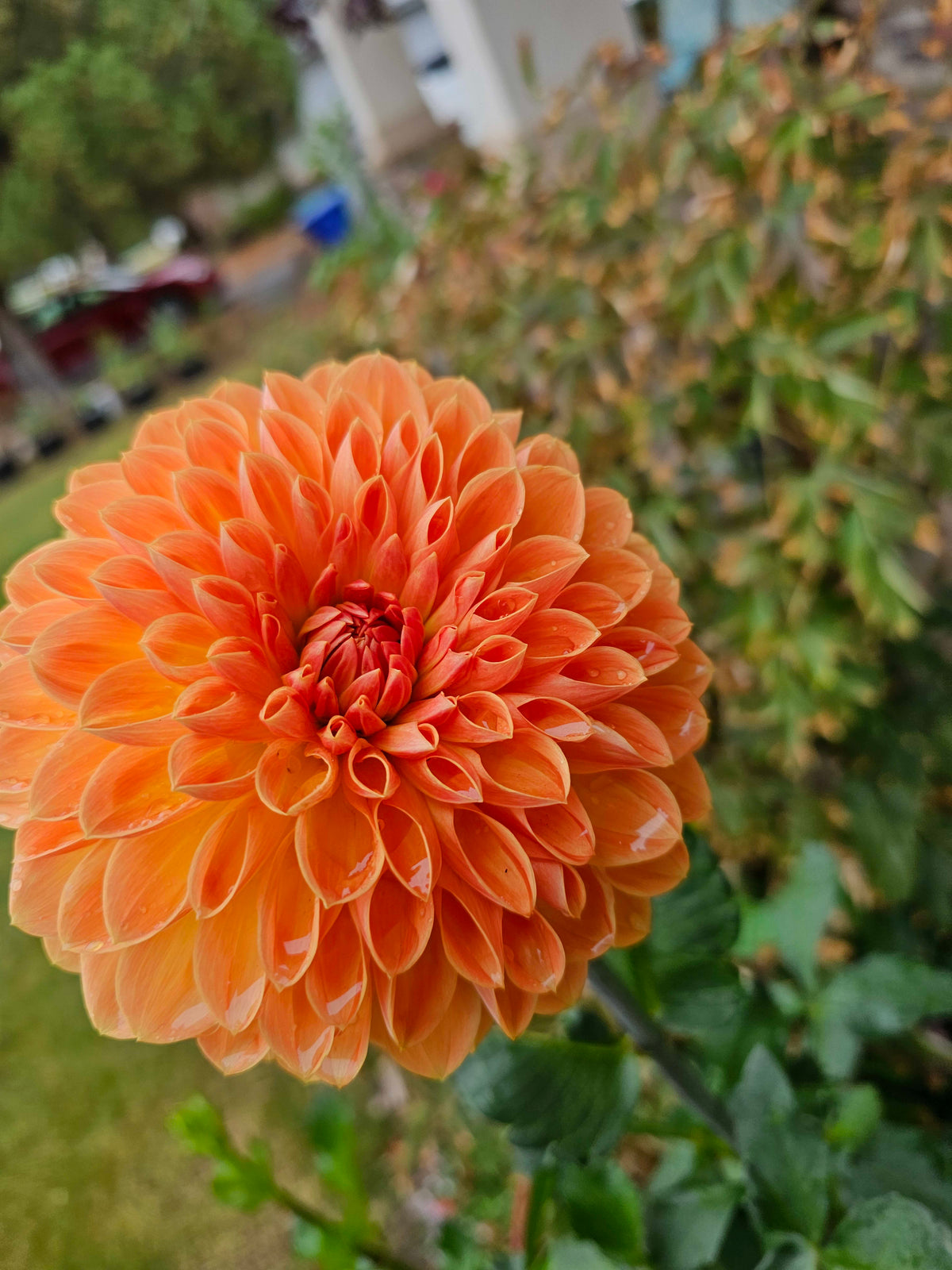 Amber Crystal