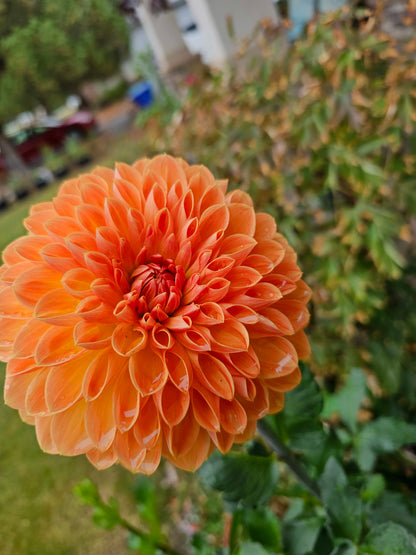 Amber Crystal