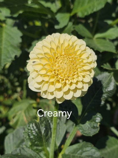 Creamy