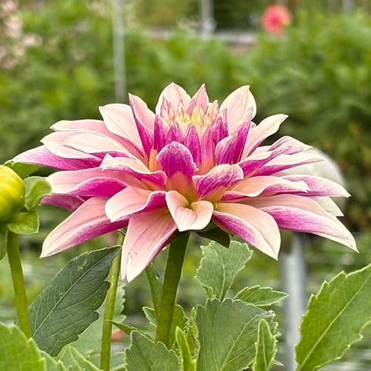 River's Artichoke